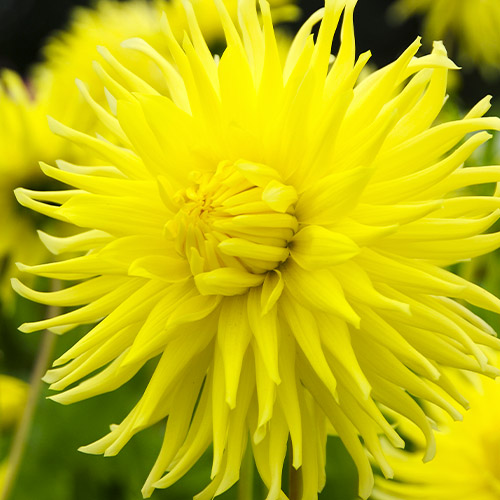 Dahlia Kennemerland - for Sale Dahlia Kennemerland