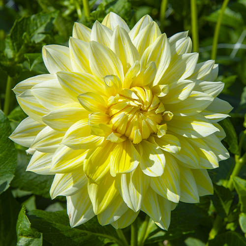 Dalia (Dahlia) La Luna - for Sale Dalia (Dahlia) La Luna