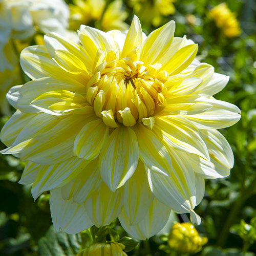 Dalia (Dahlia) La Luna - for Sale Dalia (Dahlia) La Luna