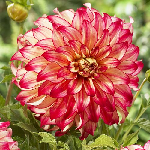 Dahlie Lady Darlene - for Sale Dahlie Lady Darlene