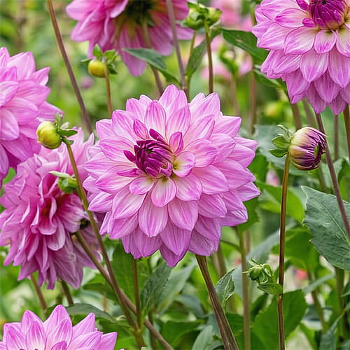 Dahlia Lake Michigan - for Sale Dahlia Lake Michigan