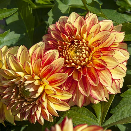 Dahlia Lake Ontario - for Sale Dahlia Lake Ontario