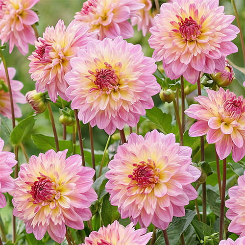 Dahlia Lambada - for Sale Dahlia Lambada