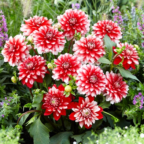 Dahlia Larrys Love - for Sale Dahlia Larrys Love