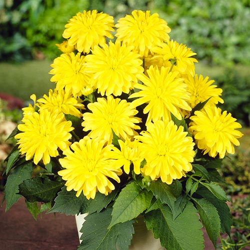 Dahlia Latin - for Sale Dahlia Latin