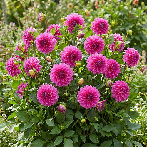Dahlia Lavender Perfection - for Sale Dahlia Lavender Perfection