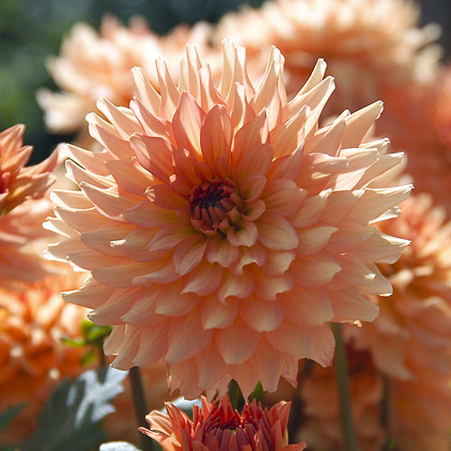 Dahlia Leonardo - for Sale Dahlia Leonardo
