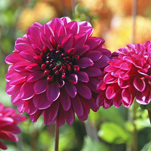 Dahlia Lilac Bull - for Sale Dahlia Lilac Bull