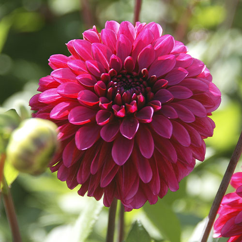 Dahlia Lilac Bull - for Sale Dahlia Lilac Bull