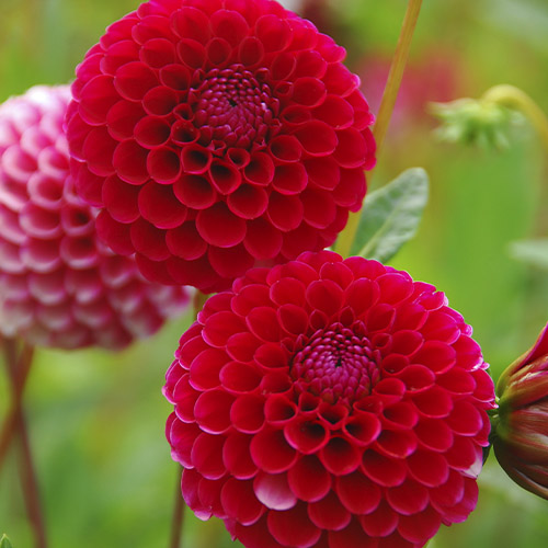 Dahlia Little Willem - for Sale Dahlia Little Willem
