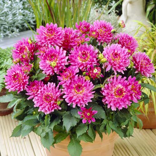 Dahlia Lizza - for Sale Dahlia Lizza