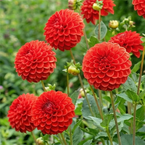 Dahlia Mandarino - for Sale Dahlia Mandarino