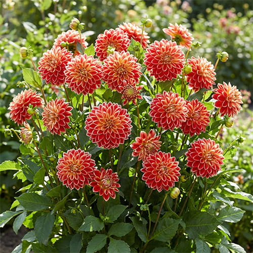 Dalia (Dahlia) Maxime - for Sale Dalia (Dahlia) Maxime