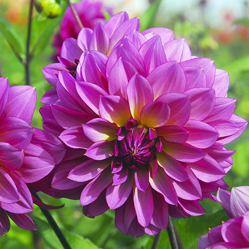 Dahlia Mediterrannee - for Sale Dahlia Mediterrannee