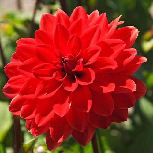 Dahlia Menorca - for Sale Dahlia Menorca
