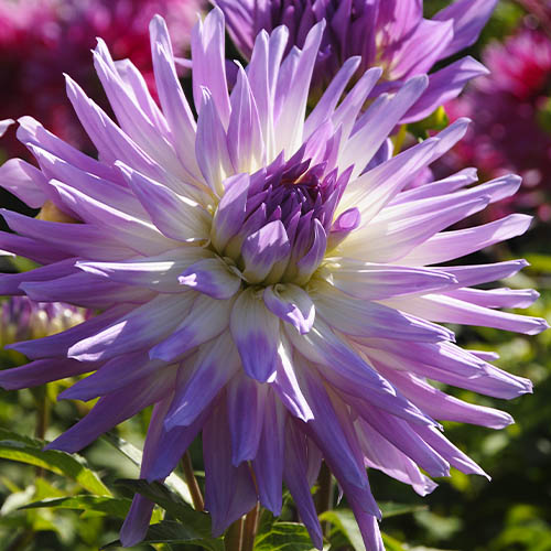 Dahlia Mingus Randy - for Sale Dahlia Mingus Randy