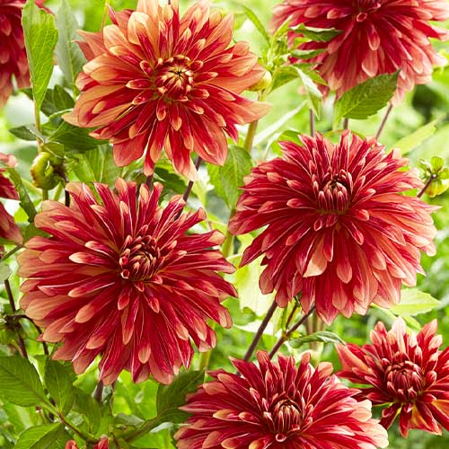Dahlia Miss Brandy - for Sale Dahlia Miss Brandy