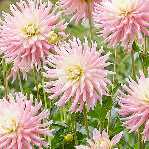 Dahlia Miss Sophie - for Sale Dahlia Miss Sophie