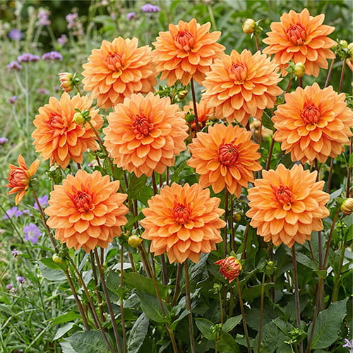 Dahlia Misses Trucella - for Sale Dahlia Misses Trucella