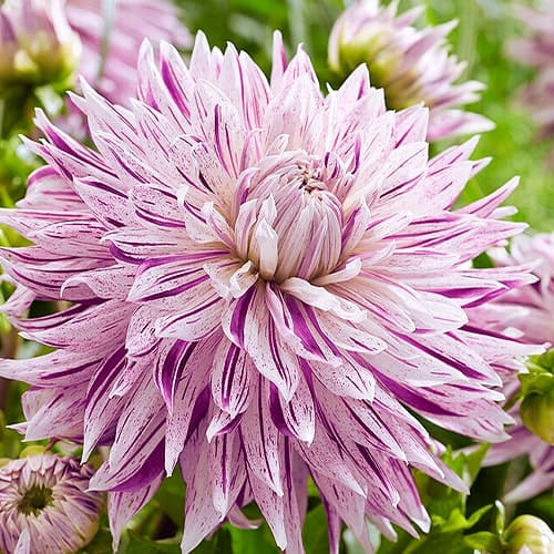 Dahlia Moms Special - for Sale Dahlia Moms Special