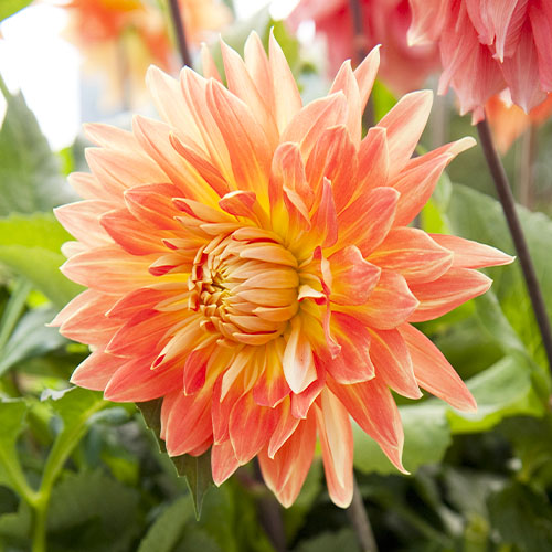Dahlia Motto - for Sale Dahlia Motto