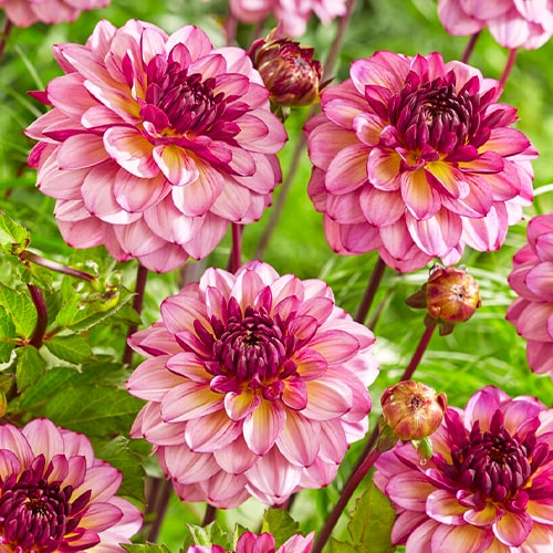 Dahlia Muchacha - for Sale Dahlia Muchacha