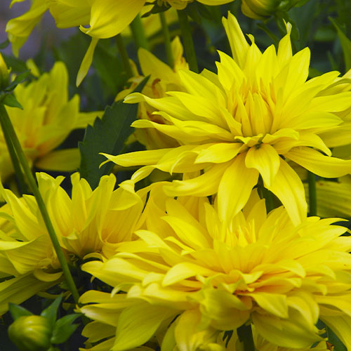 Dahlia München - for Sale Dahlia München