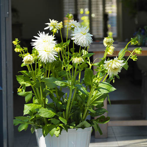 Dahlia My Love - for Sale Dahlia My Love