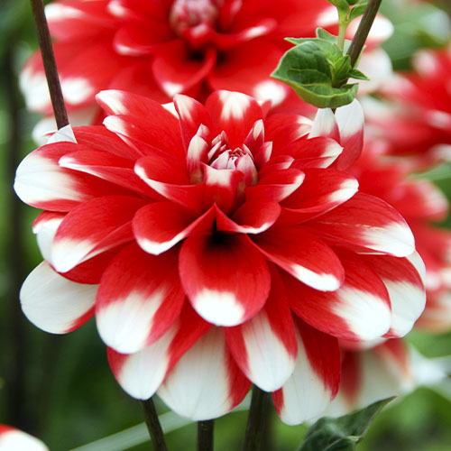 Dahlia Nagano - for Sale Dahlia Nagano