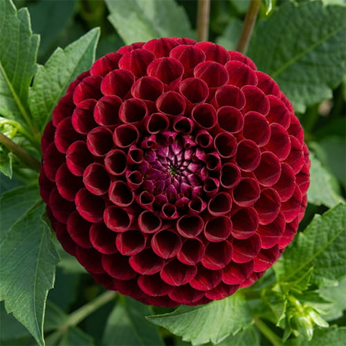 Dahlia Natal - for Sale Dahlia Natal