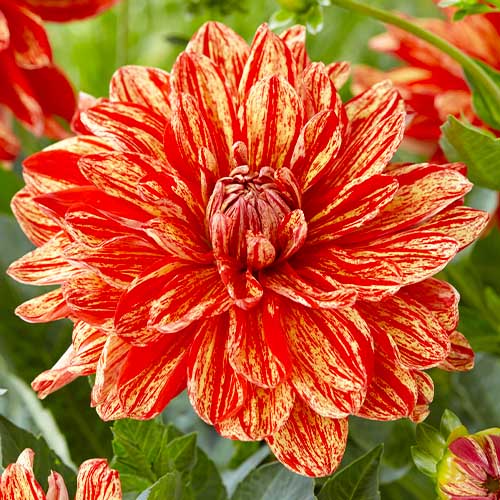 Dahlia Neo - for Sale Dahlia Neo