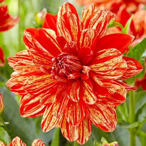 Dahlia Neo - for Sale Dahlia Neo