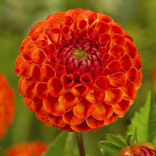 Dahlia New Baby - for Sale Dahlia New Baby