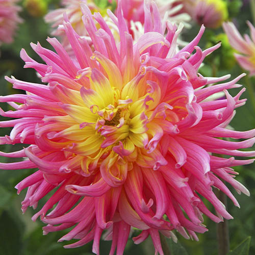 Dahlia New Dimension - for Sale Dahlia New Dimension