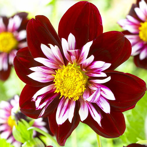 Dahlia Night Butterfly - for Sale Dahlia Night Butterfly