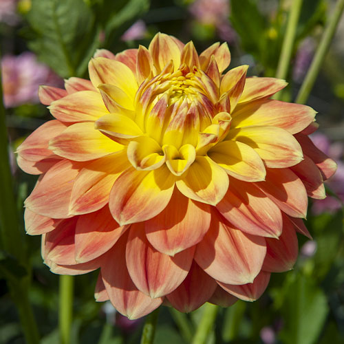 Dahlia October Sky - for Sale Dahlia October Sky