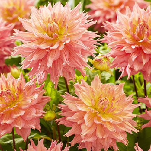 Dahlia Omega - for Sale Dahlia Omega