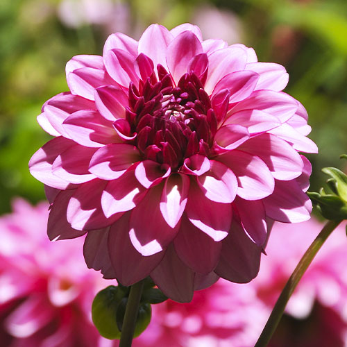 Dalia (Dahlia) Onesta - for Sale Dalia (Dahlia) Onesta