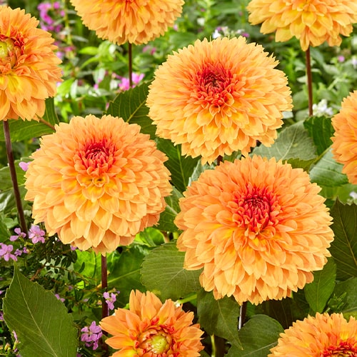 Dahlia Orange Impact - for Sale Dahlia Orange Impact