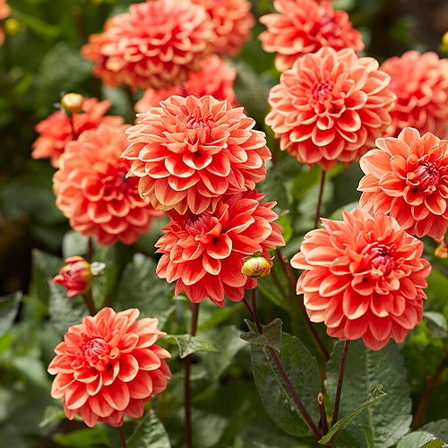 Dahlie Orange Nugget - for Sale Dahlie Orange Nugget