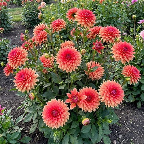 Dahlia Orange Sunrise - for Sale Dahlia Orange Sunrise