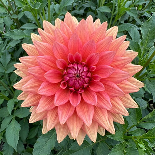 Dahlia Orange Sunrise - for Sale Dahlia Orange Sunrise