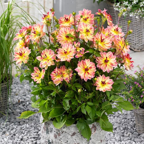 Dahlia Pacific Ocean - for Sale Dahlia Pacific Ocean