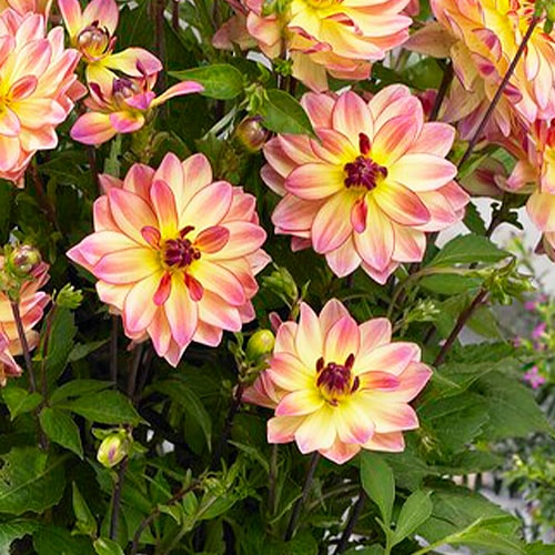 Dahlia Pacific Ocean - for Sale Dahlia Pacific Ocean