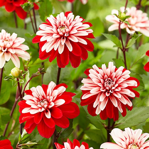 Dahlia Pacific Time - for Sale Dahlia Pacific Time