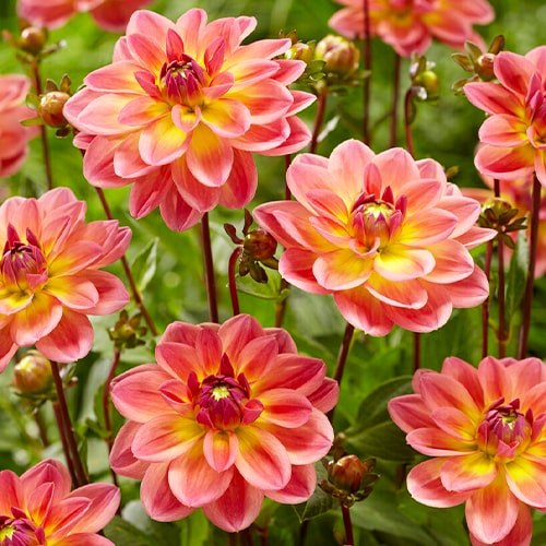 Dahlia Pacific View - for Sale Dahlia Pacific View