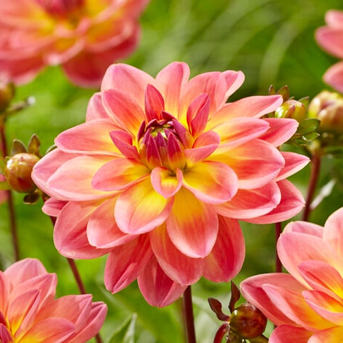 Dahlia Pacific View - for Sale Dahlia Pacific View