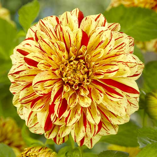 Dahlia Painted Madam - for Sale Dahlia Painted Madam