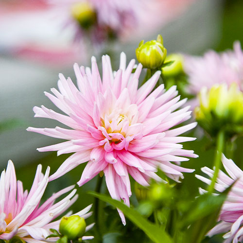 Dahlia Park Princess - for Sale Dahlia Park Princess