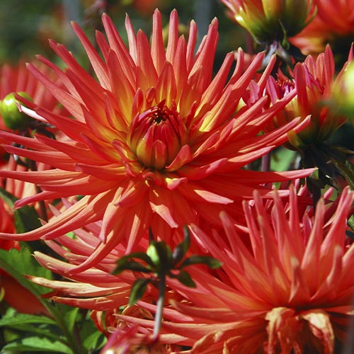 Dahlia Park Record - for Sale Dahlia Park Record